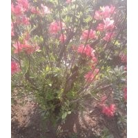 供應(yīng)杜鵑、山杏、連翹、苦楝、黃連木、杜梨、合歡、柿樹、黃櫨等