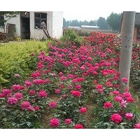 供應(yīng)月季、獨(dú)干月季、叢生月季、嫁接月季、香環(huán)刺