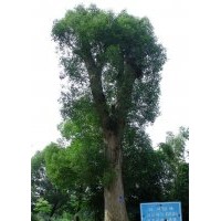 第0006號(hào)移植單桿骨架香樟樹出售中