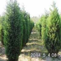 供應(yīng)2.6-3米的北京檜柏，一級苗