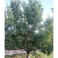 供應(yīng)京紅海棠樹