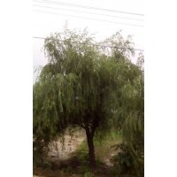 10-15柳樹,16-22柳樹