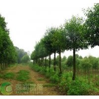 2014年最新杜英報(bào)價(jià)表