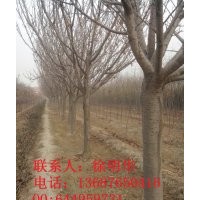 山東雪松基地|山東紫薇基地|山東海棠基地|青島櫻花基地