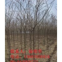 百日紅 山東百日紅 青島百日紅 膠南百日紅 優(yōu)質(zhì)前老窩百日紅