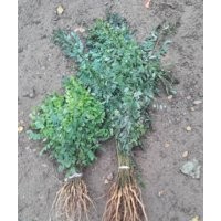 紫穗槐鮮苗1分起價