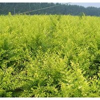 盆裝金葉榆，路-地金葉榆-30以上，紅玫瑰、連翹、迎春