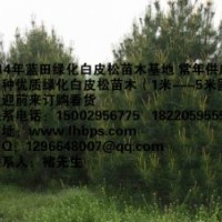2014中國綠化白皮松苗木銷售
