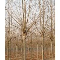 北京附近哪里有賣法國梧桐的@@@保定法桐基地