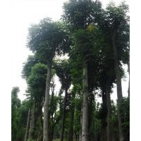 香樟樹價(jià)格移植香樟樹價(jià)格