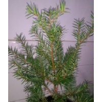 東北紅豆杉4—5年籽播苗高30公分—40公分