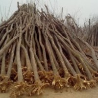 哪里裸根白蠟賣的便宜