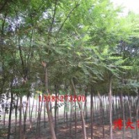 供應(yīng)國(guó)槐1--4公分國(guó)槐
