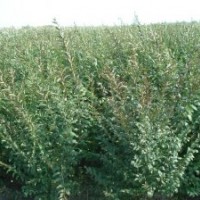 黑龍江哈爾濱急售小葉丁香長式均勻枝條多4毛一棵