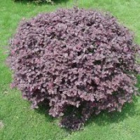 【紅花繼木】別名紅桎木 紅檵花小苗 紅花繼木綠化苗 紅花繼木球