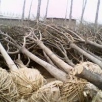 如何優(yōu)質(zhì)國(guó)槐種植