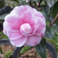 【金邊十八學(xué)士】茶花 辦公室花卉 書房盆栽 鮮花園藝 綠植花盆苗