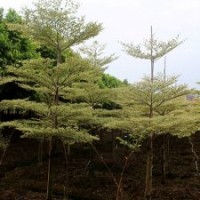 規(guī)模宏大大量供應(yīng)優(yōu)質(zhì)園林綠化苗木錦葉欖仁 花葉欖仁