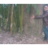 苗木搖錢樹8-60厘米，香樟15-85厘米，皂角18-110厘米，樸樹15-55