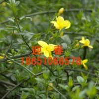 出售迎春、迎春哪里多、到哪買迎春、迎春基地、賣迎春