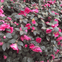 茶花|深山含笑|杜英|紅楓|青楓|楓香