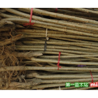 長期大量供應(yīng)速生楊樹苗3.5-4米（可帶根或帶土球）