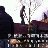 安徽肥西出售烏桕小苗，2-30公分烏桕價(jià)格