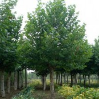 山東法桐基地 山東法桐價格 30公分法桐價格
