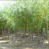 朝鮮槐長期供應(yīng)，朝鮮槐苗木基地