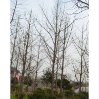 供應(yīng)各種規(guī)格的實(shí)生銀杏