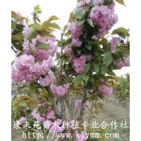 急售香樟，紫葉李，紅葉石楠，龍爪槐，大葉女貞，月季，核桃，櫻