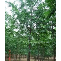 供應(yīng)銀杏樹(shù)