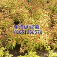 江蘇金焰繡線菊價格、江蘇金焰繡線菊供應(yīng)、江蘇賣金焰繡線菊