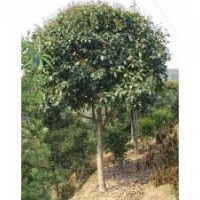 重慶景觀花木大型喬木桂花黃桷樹銀杏樹重楊木苗場直銷