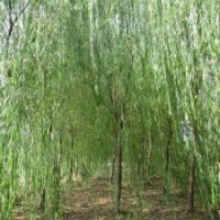 大量供應(yīng)：3—12公分青皮垂柳