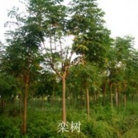供應(yīng)國槐苗欒樹苗垂柳秒速生柳苗