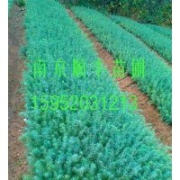 雪松小苗價(jià)格.雪松小苗