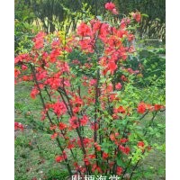 貼梗海棠、西府海棠、垂絲海棠、木瓜海棠、紅楓
