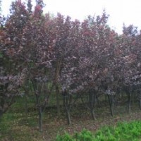 江蘇紫葉李6公分價格介紹