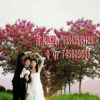 香花槐育苗 香花槐苗木 香花槐樹苗