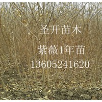 50--100公分高紫薇幼苗銷售