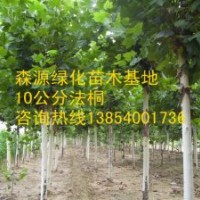 供應(yīng)國槐-國槐種植方法-國槐價格