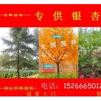 低價供應(yīng)銀杏樹