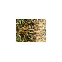 80--150公分廣玉蘭銷售