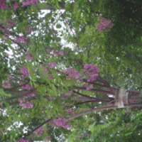 榆葉梅，紫葉矮櫻，西府海棠，合歡，紫葉李，紅寶石，碧桃，核桃