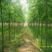 供 柳樹，果槐，大葉女貞，欒樹，百日紅等各類綠化樹苗