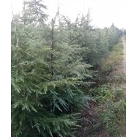 雪松 出售1米雪松----12米雪松 雪松小苗 等