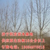 5公分速生法桐2014天津最新價(jià)格