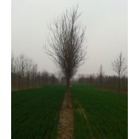 出售楸樹1-25公分