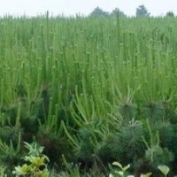 國(guó)槐苗刺槐苗皂角苗花椒苗大量出售